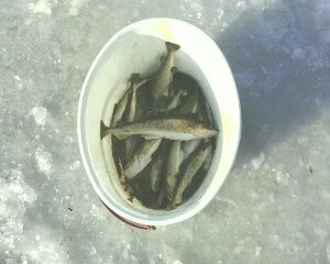 Рыбалка на Речице